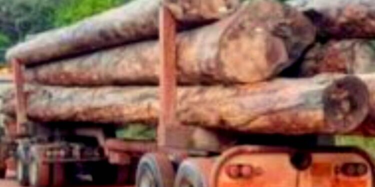 651743148 122127977583022473 5577754652393801213 n e1773596553324 De houtkapactiviteiten in het ressort Carolina zijn voorlopig stilgelegd. Het besluit is genomen door het districtsbestuur van Para vanwege onduidelijkheid over de grenzen van het leefgebied van het inheemse dorp Cassipora en het gebied dat concreet onder het LBB-reserve valt.