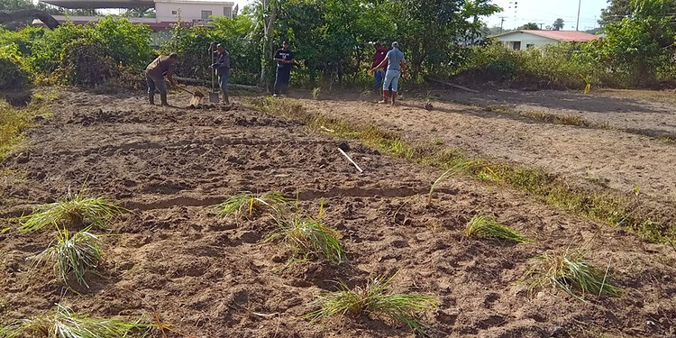 lvv grascollectie De beschikbaarheid van kwalitatief goed ruwvoer is een basisvoorwaarde voor een gezonde en productieve veestapel, maar in de praktijk worstelen veehouders vaak met herkenning en keuze van geschikte grassoorten. Daarom is op het LVV-ressort Wanica D een grascollectie gestart, waar verschillende variëteiten op één locatie worden gedemonstreerd voor voorlichting en kennisoverdracht.