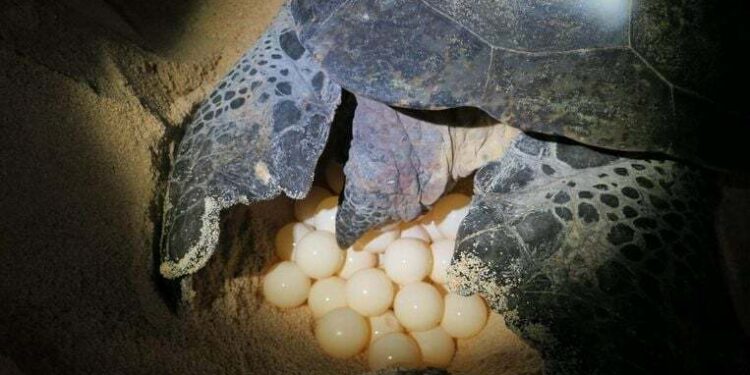 Krape 02 Twee verdachten aangehouden na vondst van vier zakken krapé-eieren in voertuig, in strijd met de Jachtwet. Onderzoek loopt bij politiebureau Meerzorg ....