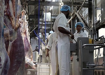 708089089 1303078358663285 4893431599954844217 n Op de eerste dag van Eid-Ul-Adha zijn ruim 110 runderen geslacht onder strikte gezondheidscontroles. Het proces verloopt zorgvuldig en volgens strenge richtlijnen. Lees verder voor alle details.