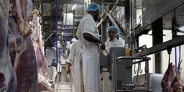 708089089 1303078358663285 4893431599954844217 n Op de eerste dag van Eid-Ul-Adha zijn ruim 110 runderen geslacht onder strikte gezondheidscontroles. Het proces verloopt zorgvuldig en volgens strenge richtlijnen. Lees verder voor alle details.