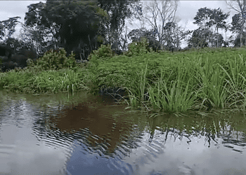 Screenshot 2026 05 02 114906 Meerdere dorpen in Zuid-Suriname, waaronder Tepu, kampen met ernstige overstromingen waardoor woningen, kostgronden en drinkwatersystemen beschadigd zijn ....