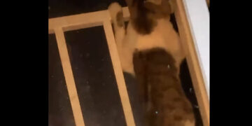Screenshot 2026 05 11 222952 De politie onderzoekt een ernstige mishandeling van een poes na een virale video en roept op tot terughoudendheid bij het delen van de beelden ....