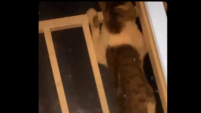 Screenshot 2026 05 11 222952 De politie onderzoekt een ernstige mishandeling van een poes na een virale video en roept op tot terughoudendheid bij het delen van de beelden ....