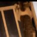Screenshot 2026 05 11 222952 De politie onderzoekt een ernstige mishandeling van een poes na een virale video en roept op tot terughoudendheid bij het delen van de beelden ....