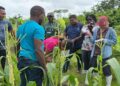 lvv training west LVV-voorlichters in Nickerie en Coronie zijn getraind in bodemanalyse met geavanceerde testkits, waardoor landbouwers nu gericht en wetenschappelijk onderbouwd advies ontvangen ....