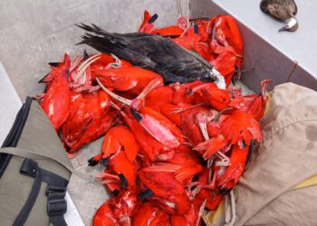 711814486 1433411758823087 5325448388653780347 n e1780428285912 Vier verdachten zijn gearresteerd voor illegale jacht op beschermde rode ibissen in Marowijne. De in beslag genomen wapens en dieren zijn overgedragen aan de politie. Lees verder voor meer details.