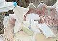 IMG 20260922 WA0003 Paramaribo暴发禽流感，近5,000只鸡死亡；当局正密切跟踪暴露人员，并采取严格的生物安全措施防止扩散。