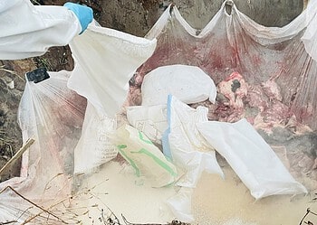 IMG 20260922 WA0003 In an avian influenza outbreak in Paramaribo, nearly 5,000 chickens died; authorities are closely monitoring exposed persons and implementing strict biosecurity measures to prevent further spread.